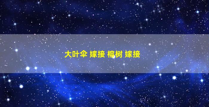 大叶伞 嫁接 榕树 嫁接